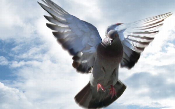 Голубь в полете