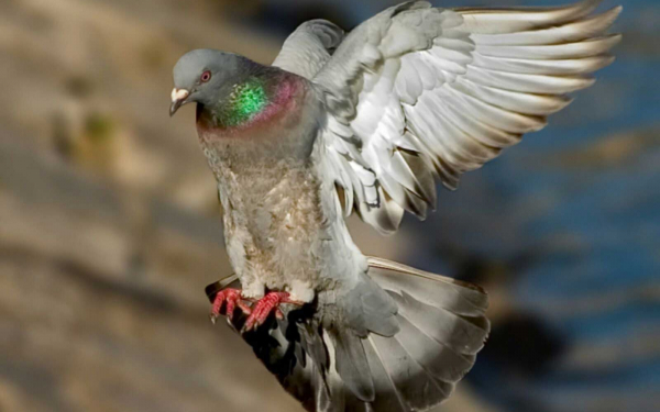 Полет голубя