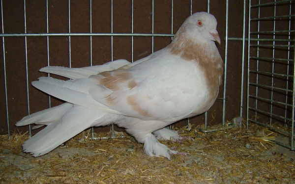 Голубь трубач в клетке