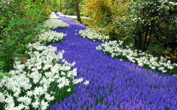 Цветы Амстердама