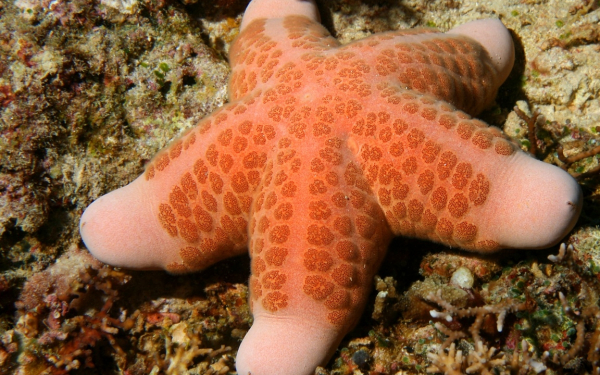 Морская звезда у берегов Индонезии