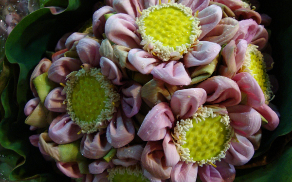 Цветы на цветочном рынке в Бангкоке