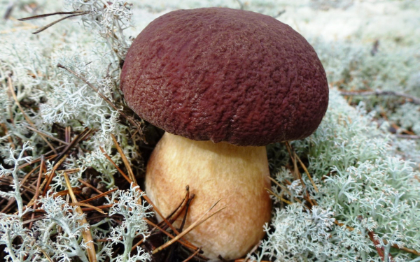 Боровик еловый