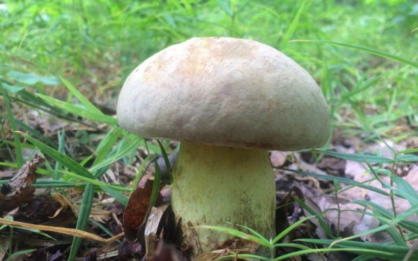 Гриб горкуша