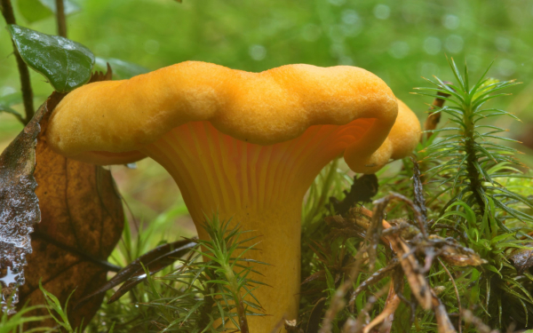 Гриб лисичка