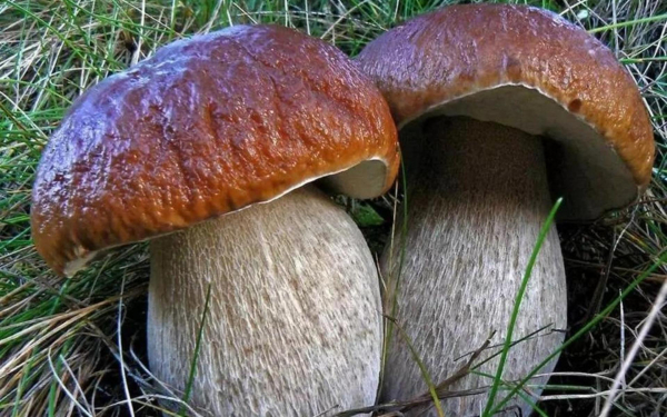 Грибы боровички