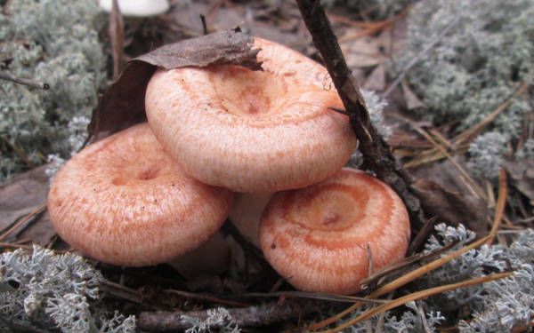 Грибы волнушки