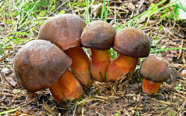 Грибы дубовики