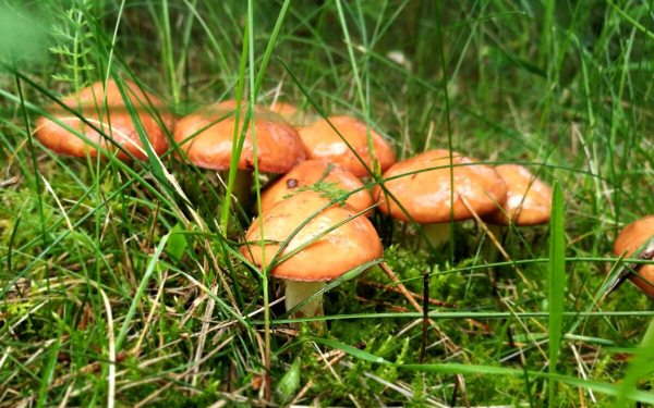 Грибы маслята