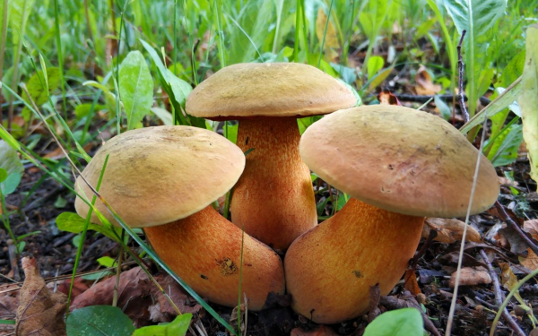 Грибы моховики