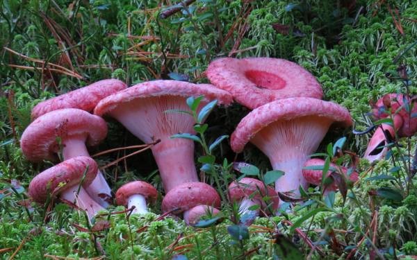 Грибы розовые волнушки