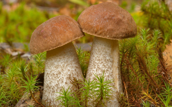 Два грибочка