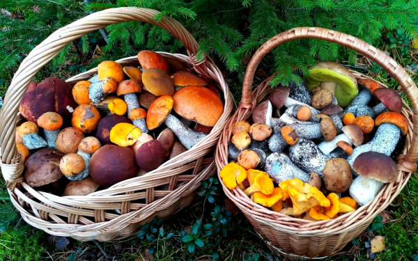 Корзины полные грибов