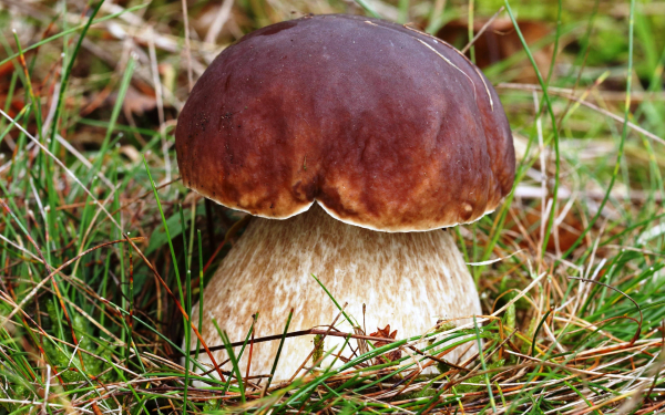 Луговой боровичок