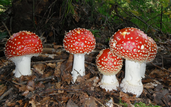 Мухоморы ядовитые красавцы