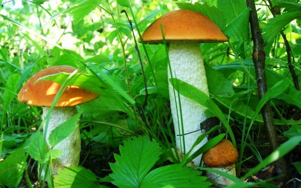 Подберезовики спрятались в траве