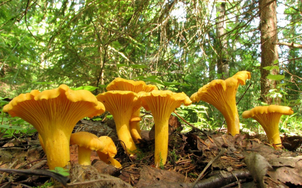 Съедобные грибы лисички