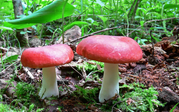 Сыроежки жгуче-едкие