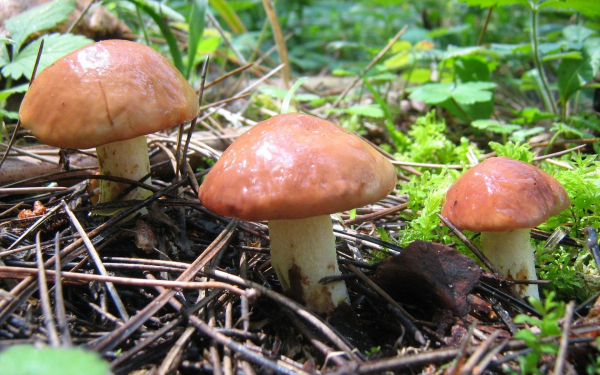 Три масленка