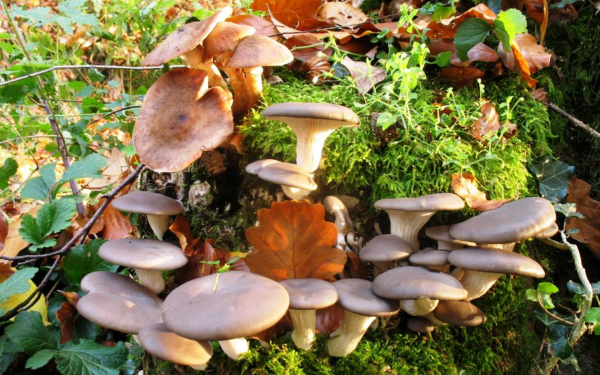 Вешенка на пенечке