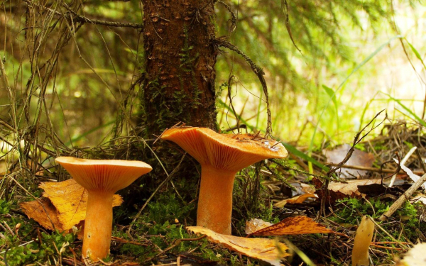 Грибы лисички под деревом