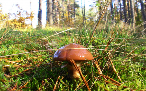 Масленок сосновый