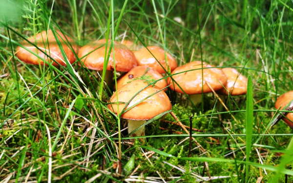 Маслята в зеленой траве