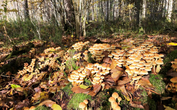 Осенние опята