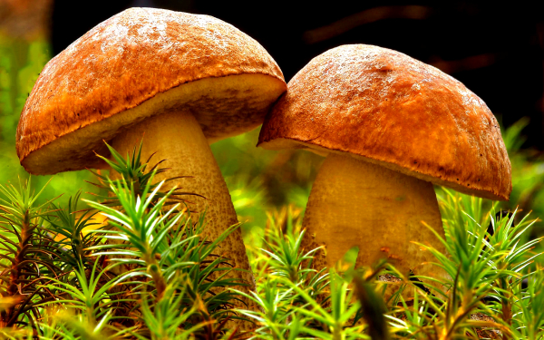 Пара белых грибов