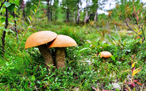 Подберезовики на лесной поляне