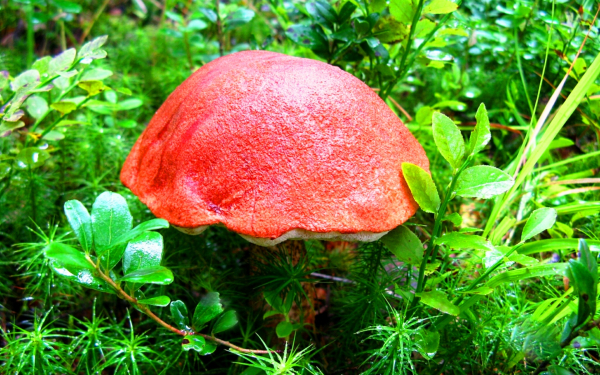 Подосиновик в траве