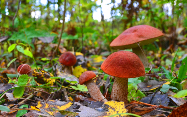 Подосиновики на лесной поляне