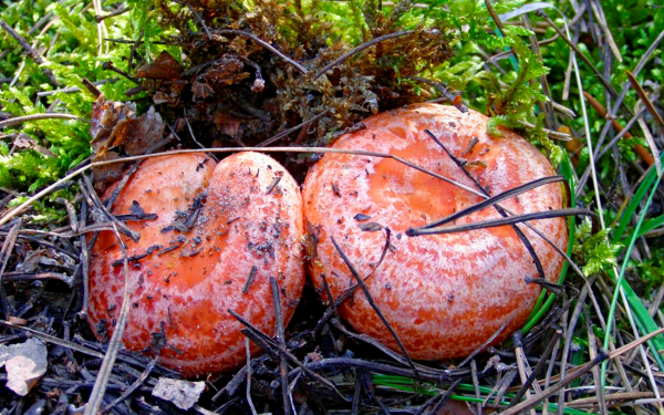 Рыжики боровые