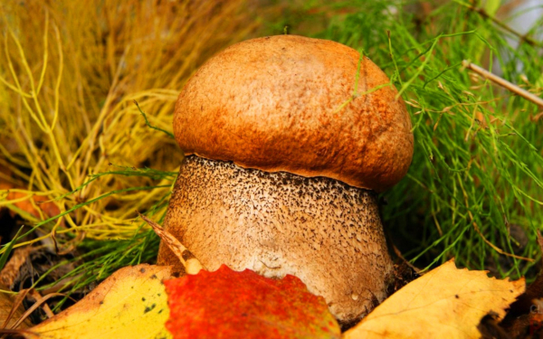 Толстенький боровичок