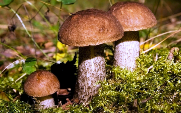 Три подберезовика