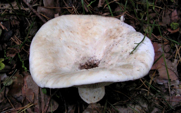 Груздь осиновый