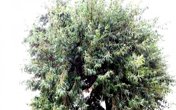 Лох серебристый