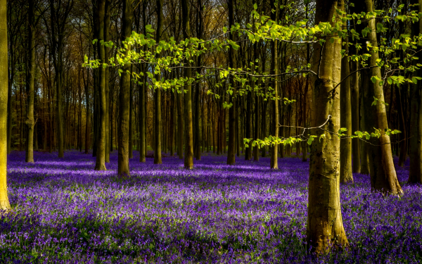 Деревья в весеннем лесу