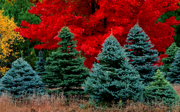 Елочки на опушке леса