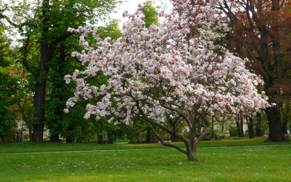 Магнолия цветет