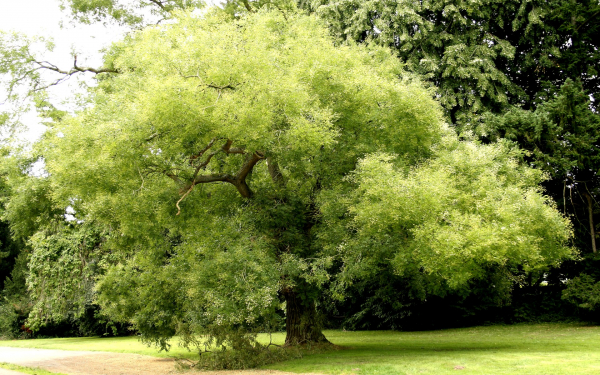 Софора японская