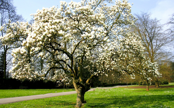 Цветущая магнолия в весеннем парке