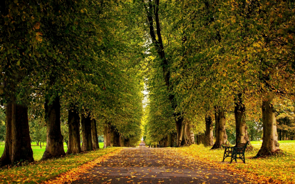 Вековые деревья в парке