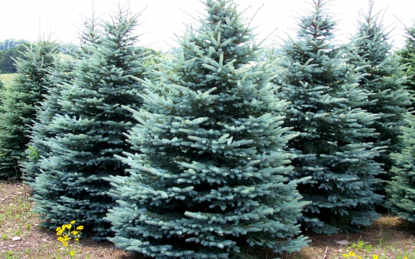 Голубые ели