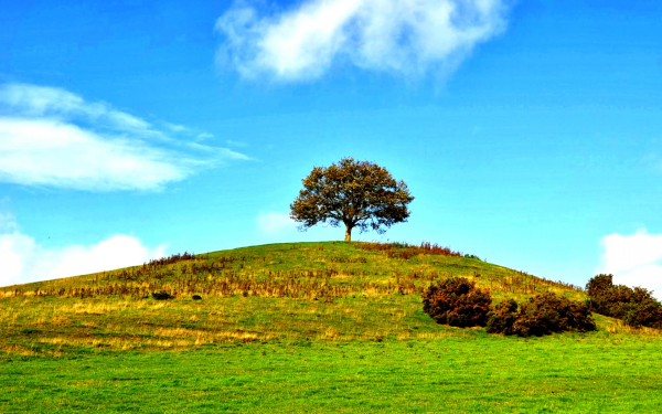 Дерево на холме