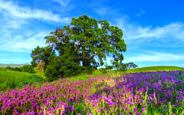 Деревья на лугу