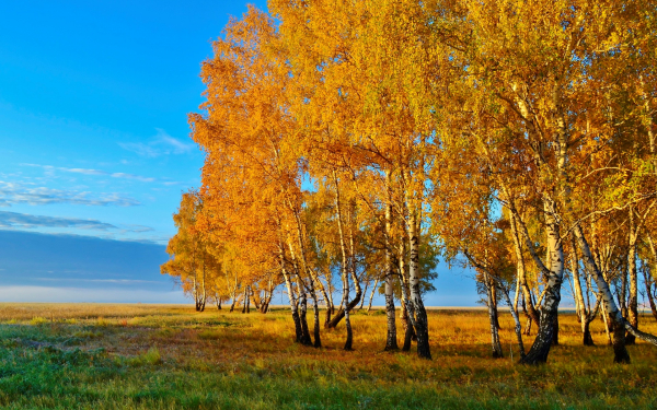 Осенние березки на краю поля