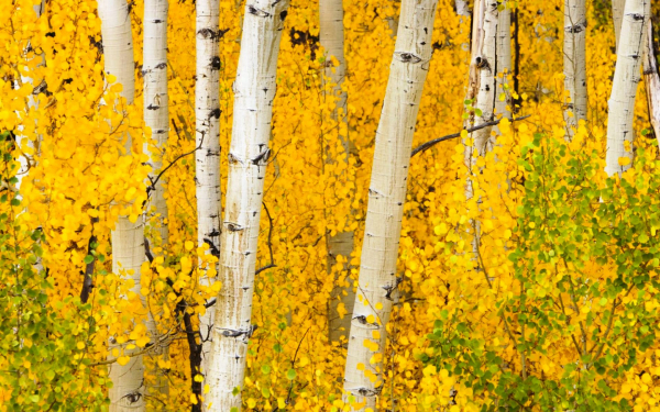 Осенние осинки