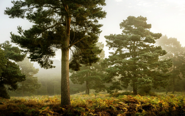 Сосны в тумане