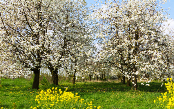 Яблони цветут